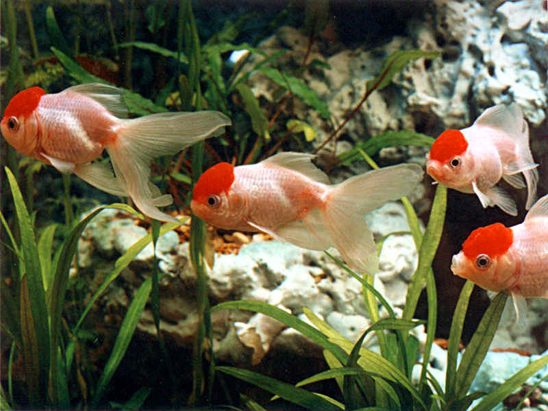 Золотая рыбка: Красная шапочка